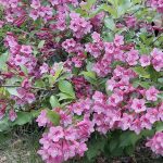 Weigela bush