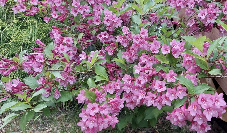Weigela bush