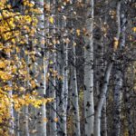 American Paper Birch