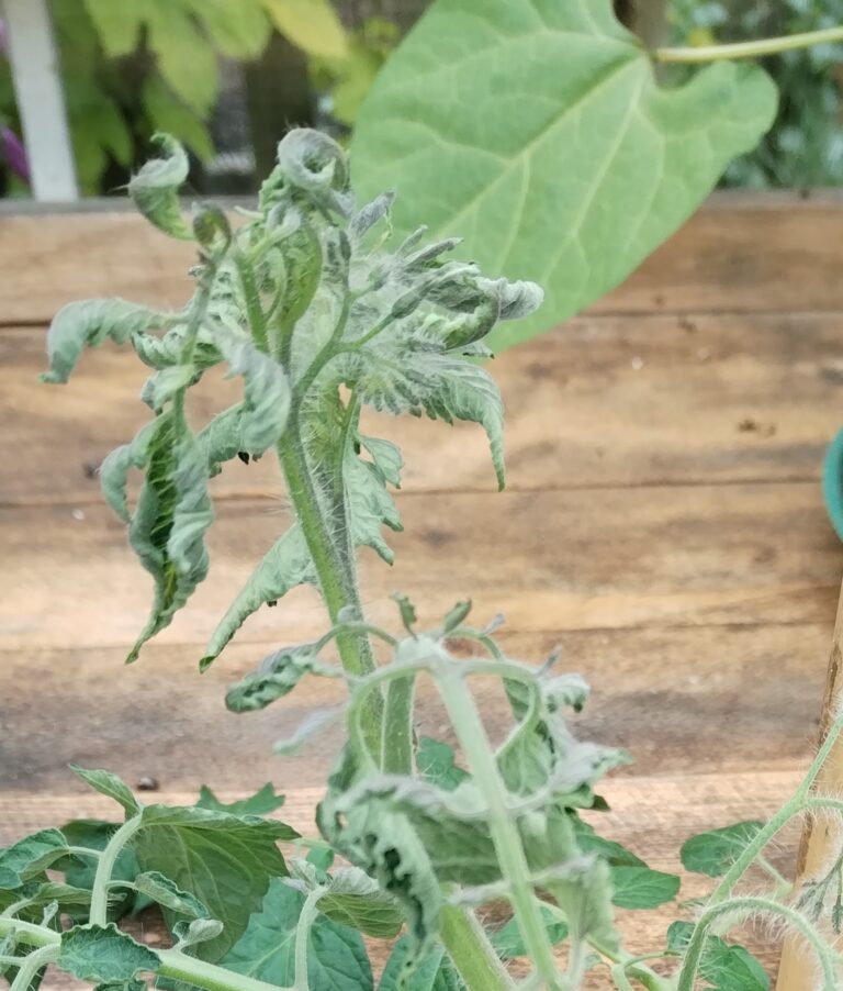 Beginners Guide: How to Get Rid of Aphids on Tomatoes for Good