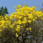 Caribbean Trumpet Tree