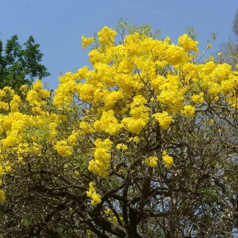 Caribbean Trumpet Tree