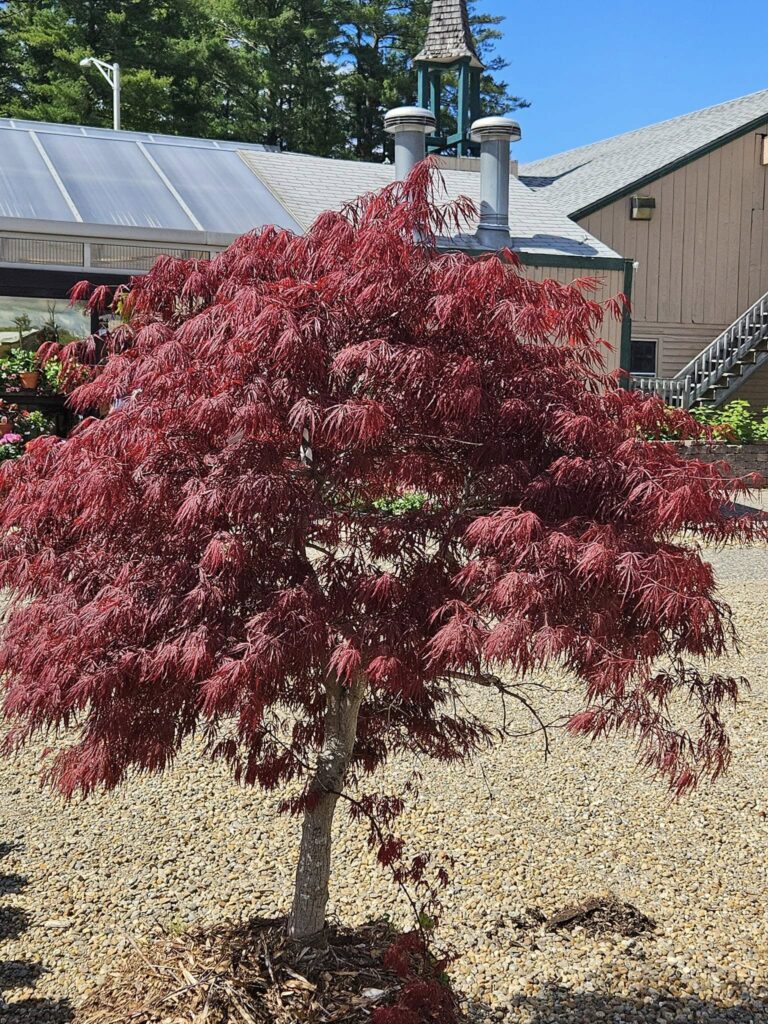 Crimson Queen Japanese Maple