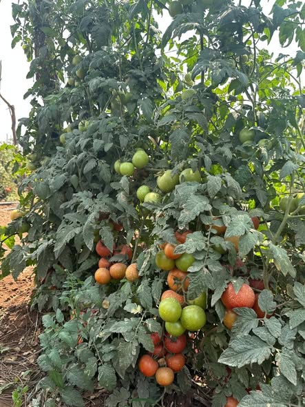How Much Epsom Salt on Tomatoes (Magnesium Sulfate Per Gallon of Water)