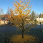 Ginkgo tree