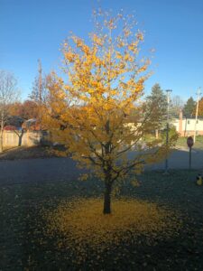 Ginkgo tree