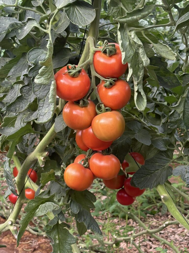 Beginners Guide: How Do You Grow Tomatoes Indoors?