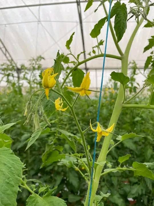 10 Reasons Tomato Flowers Are Not Setting Fruit (And What to Do)