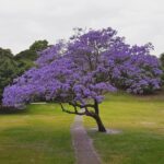 Jacaranda Tree Purple Blooms