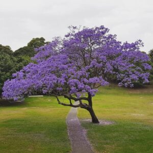 Jacaranda Tree Purple Blooms