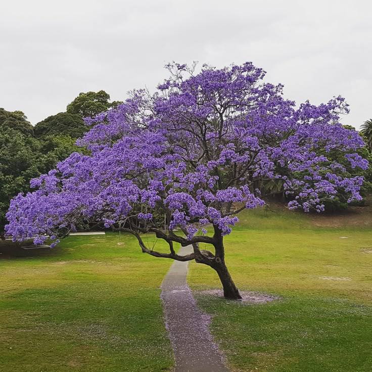 Jacaranda Tree Purple Blooms