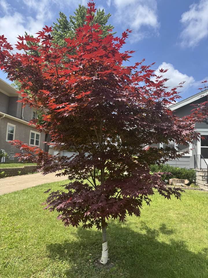 Japanese maple