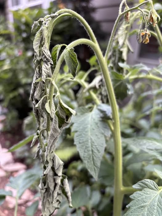 Overwatered Tomato Plants: How to Identify, Fix, and Prevent the Problem