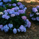 Reblooming Hydrangeas