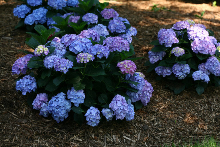 Reblooming Hydrangeas