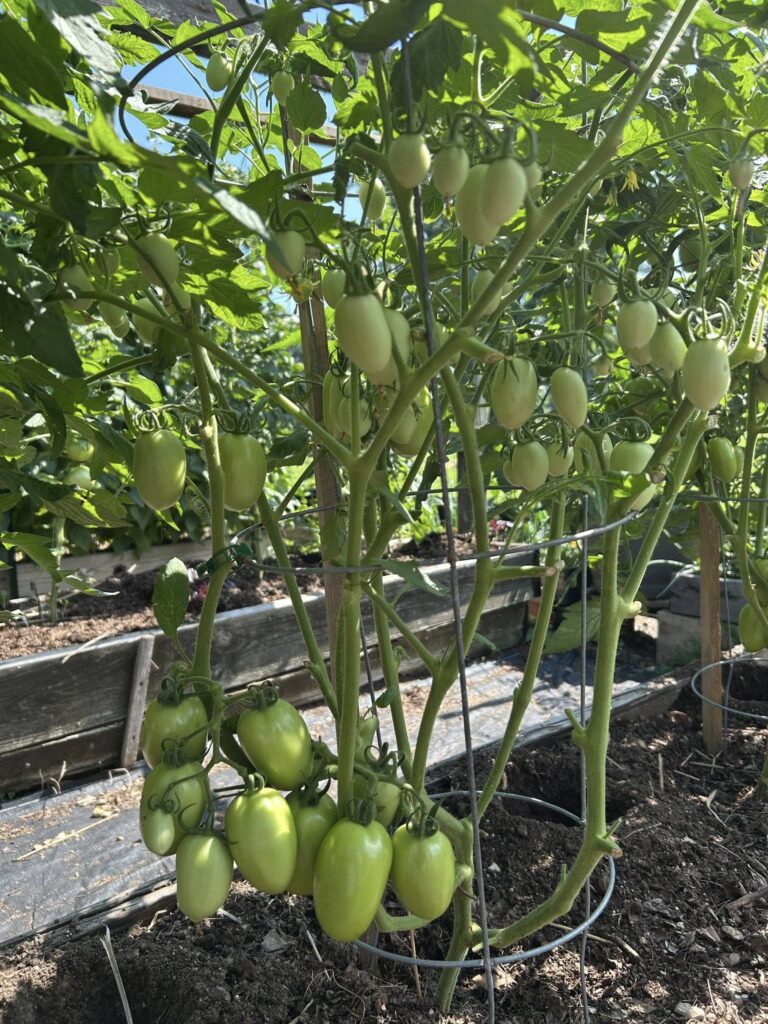 Roma Tomatoes Identification: Are Roma Tomatoes Determinate or Indeterminate?