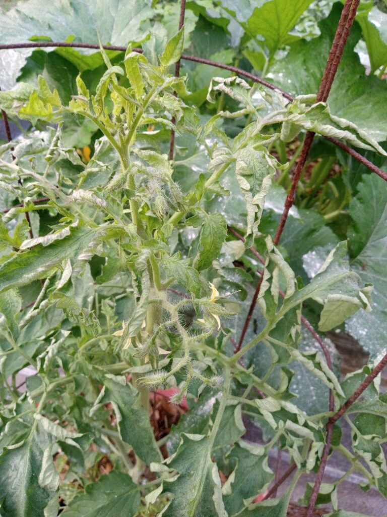 Spider Mites on Tomato Plants: Identification, Damage, and Effective Control