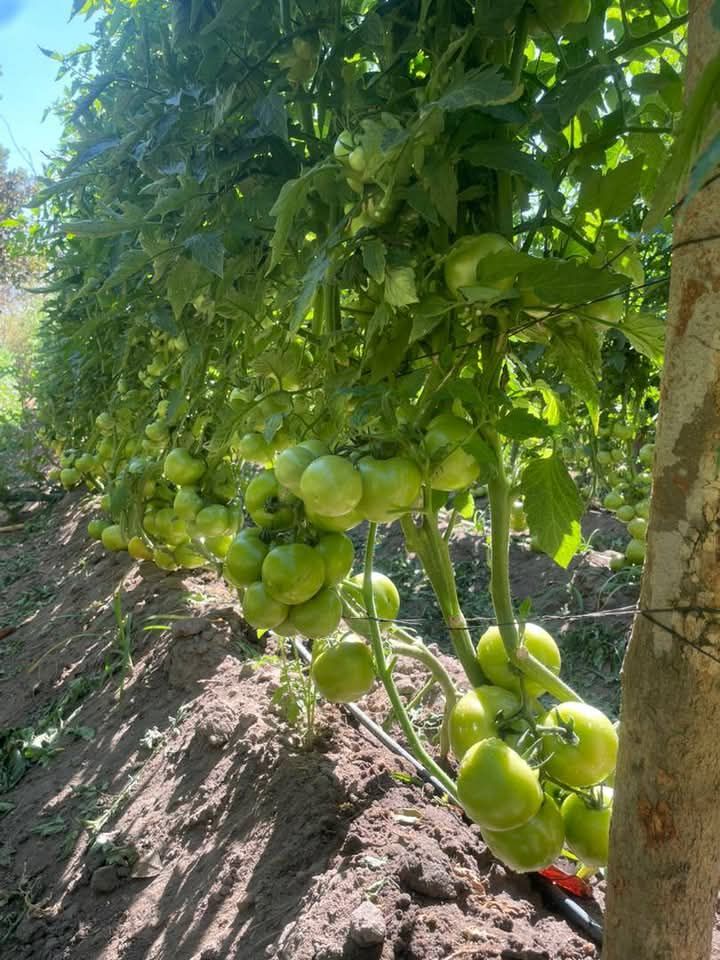 Tomato Light Requirements: How Much Sun Do Tomato Plants Need?