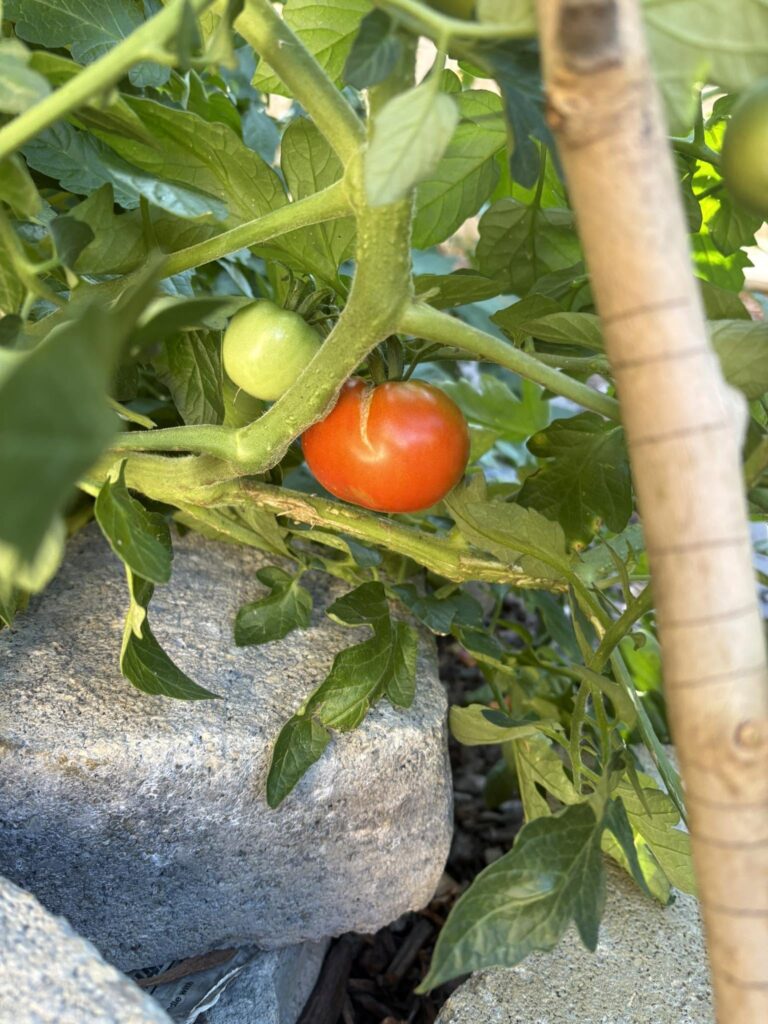 Understand Why Tomatoes Split on The Vine (And What to Do)