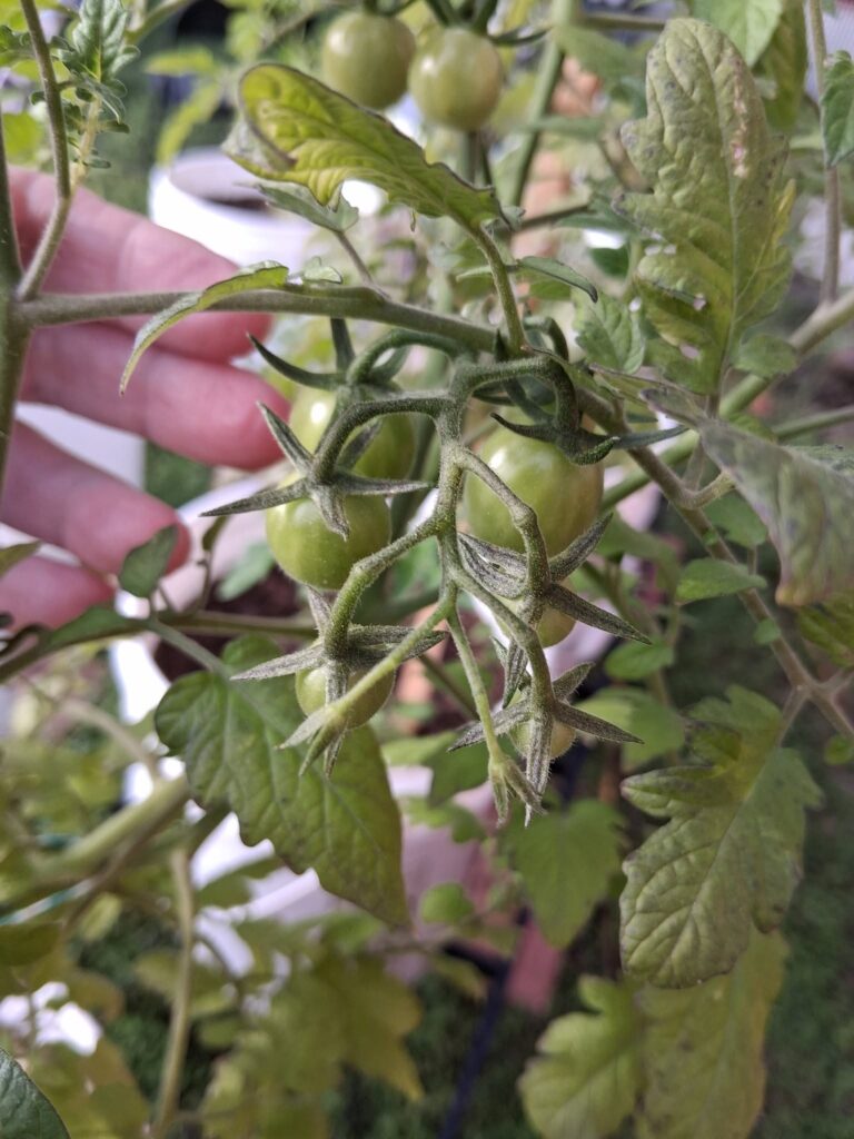 7 Reasons Tomatoes are Dropping Off the Vine Prematurely (And How to Fix)