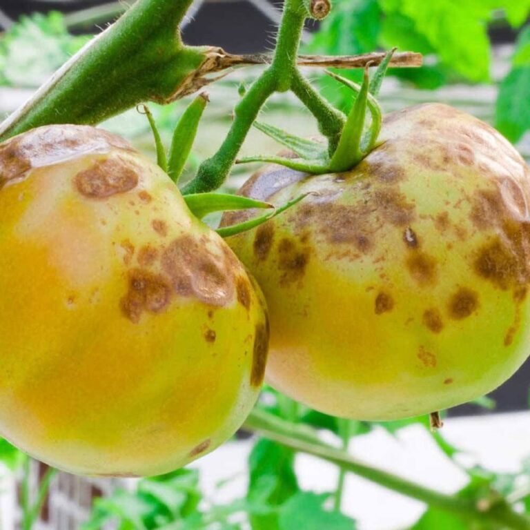 Blossom End Rot: Why are My Tomatoes Rotting on the Vine?