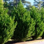Fast growing trees for privacy