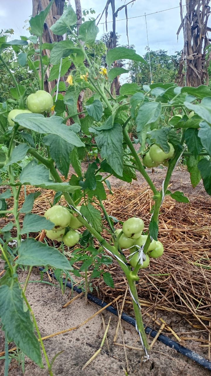Watering Tomatoes: How much Water do Tomato Plants Need?