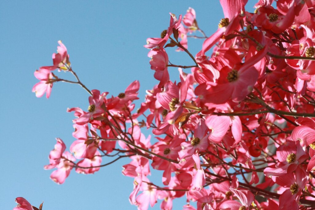Vibrant pink dogwood flowers blooming against a clear blue sky, showcasing spring's beauty.