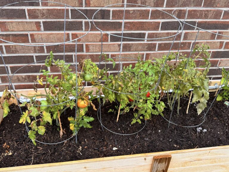 Understanding Tomato Blight: Types + Identification