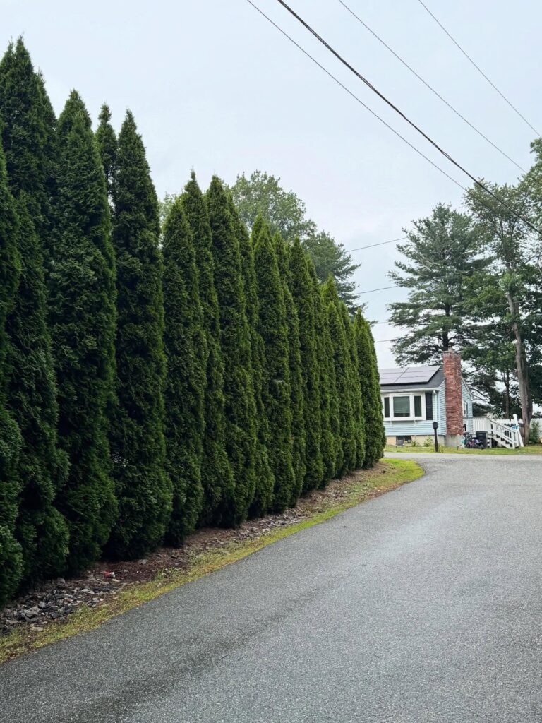 20 Fast Growing Shrubs for Privacy: The Complete Guide to a Natural Screen