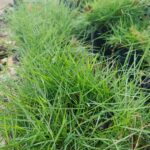 Bermuda grass