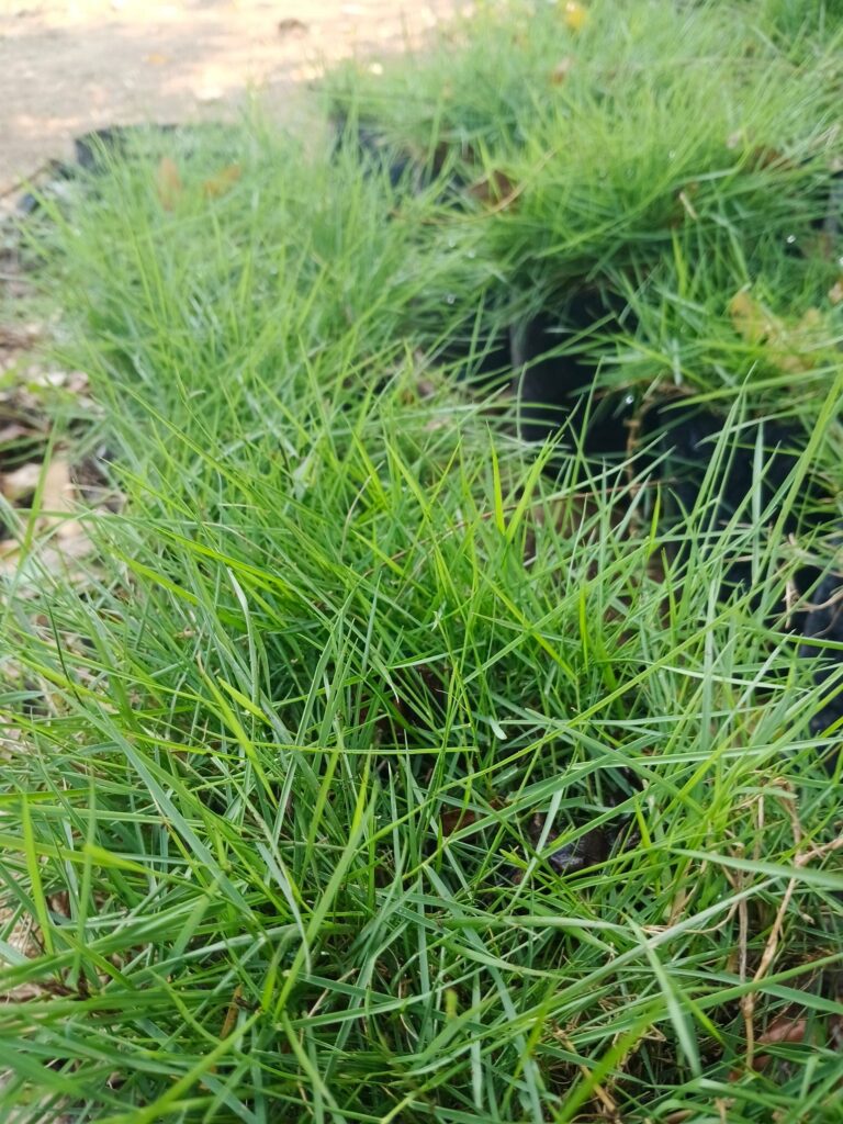 Bermuda Grass vs St. Augustine Grass: Which Warm-Season Grass Is Right for Your Lawn?
