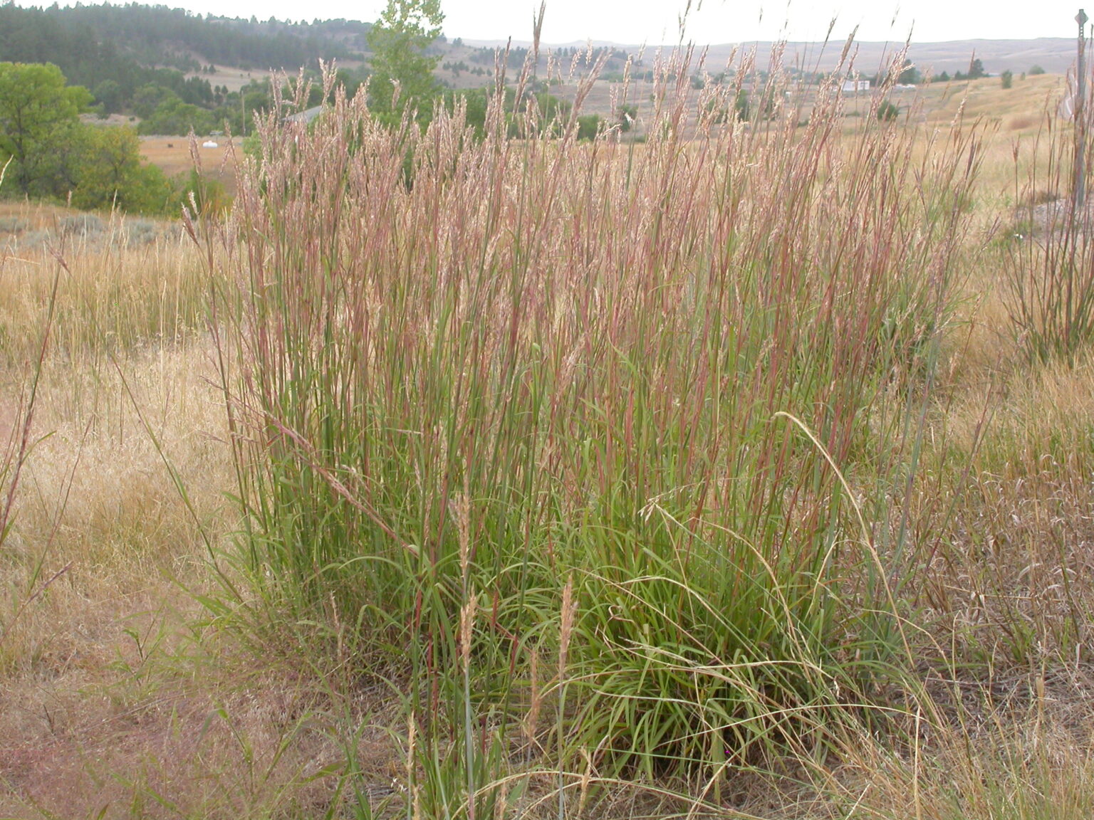 15 Tall Ornamental Grasses for Privacy: A Complete Screening Guide ...