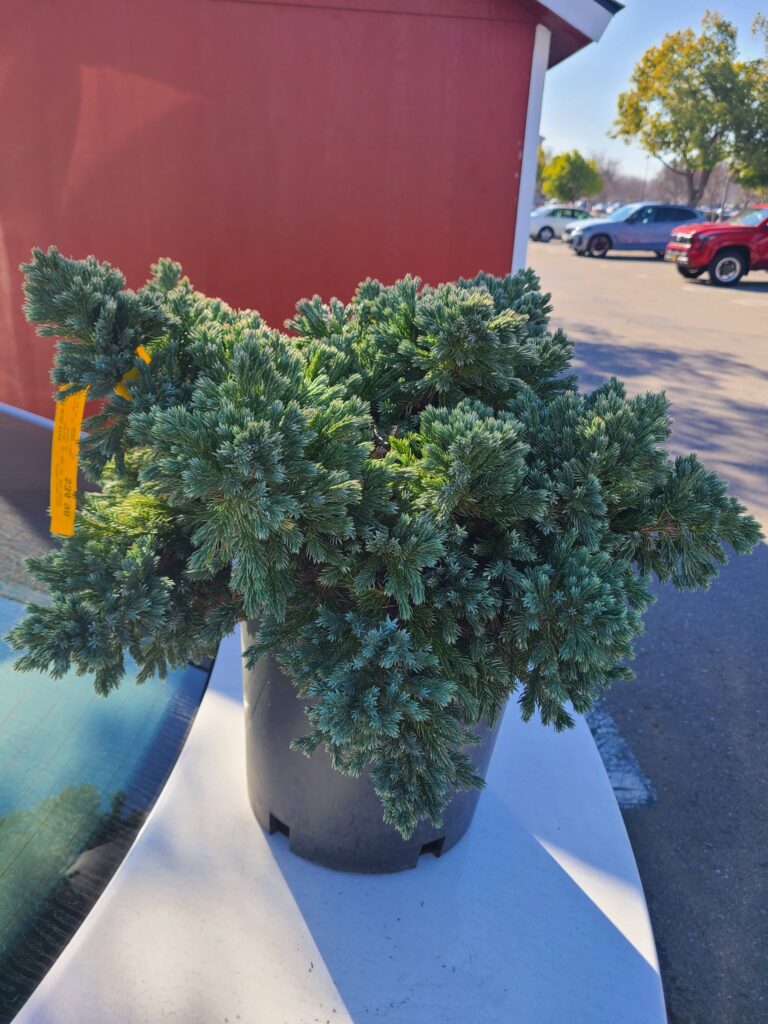 25 Small Shrubs for Front of House: The Complete Planting Guide