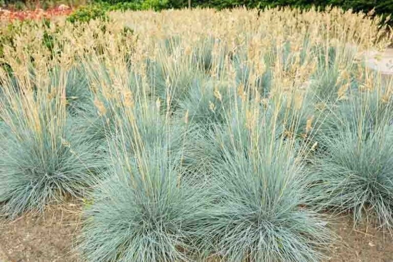 20 Small Ornamental Grasses for Borders: The Complete Planting Guide