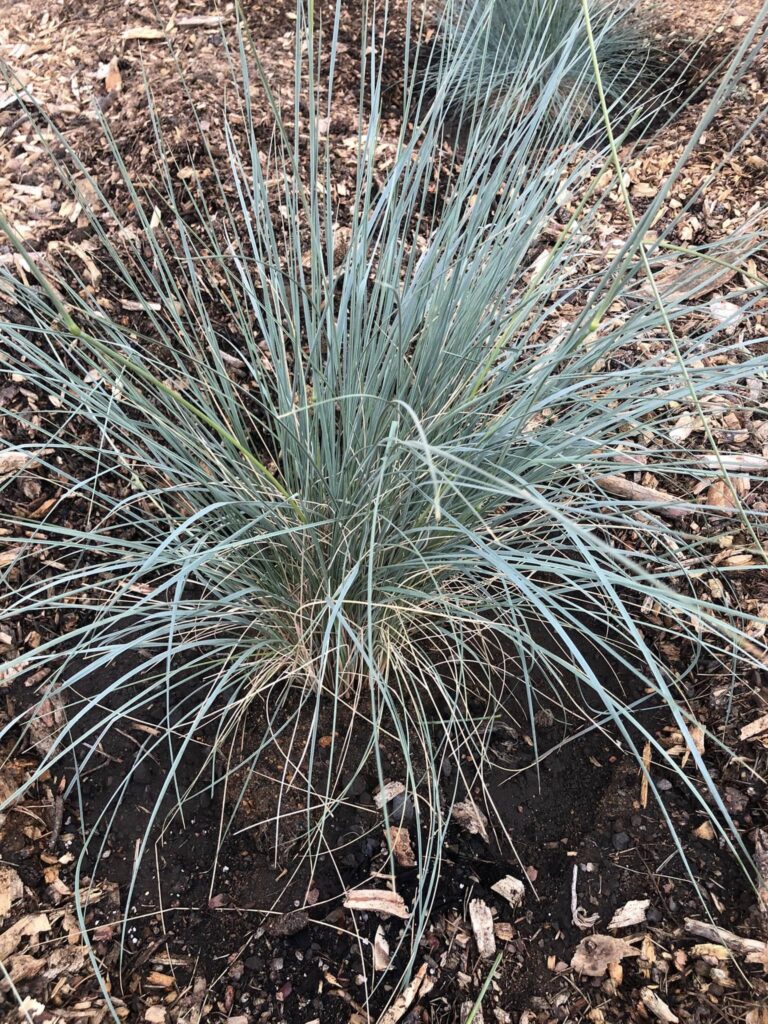 15 Low Maintenance Ornamental Grasses: Beauty Without the Work