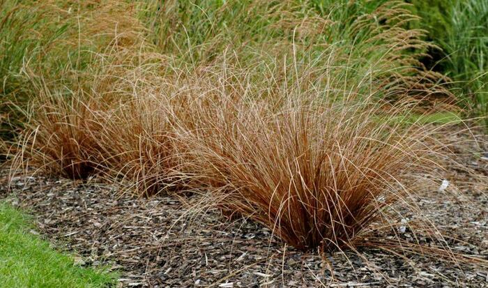 15 Evergreen Ornamental Grasses: Year-Round Beauty for Every Landscape