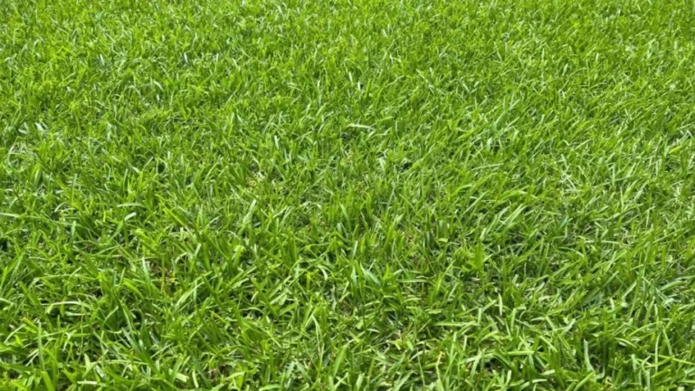 Centipede Grass vs Bermuda Grass: A Complete Comparison for Southern Lawn Owners