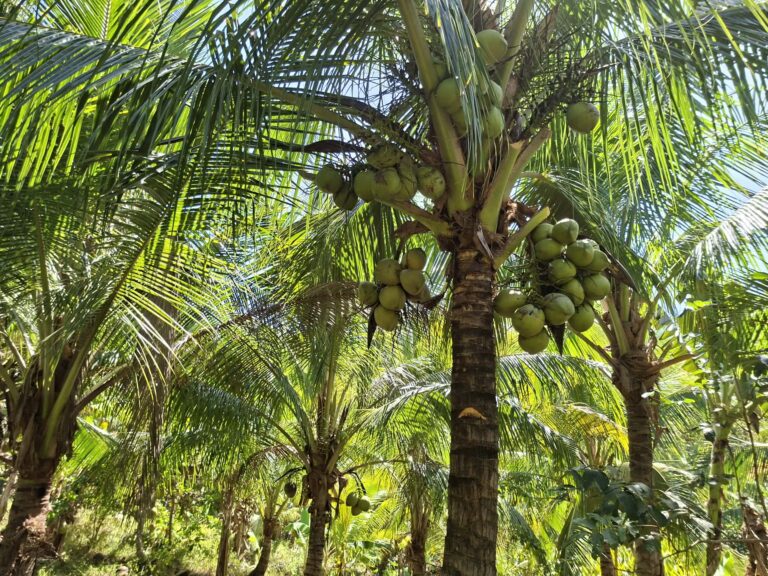 Coconut palm tree