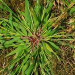 Crabgrass