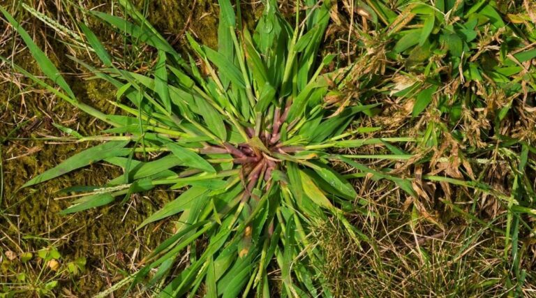 Crabgrass