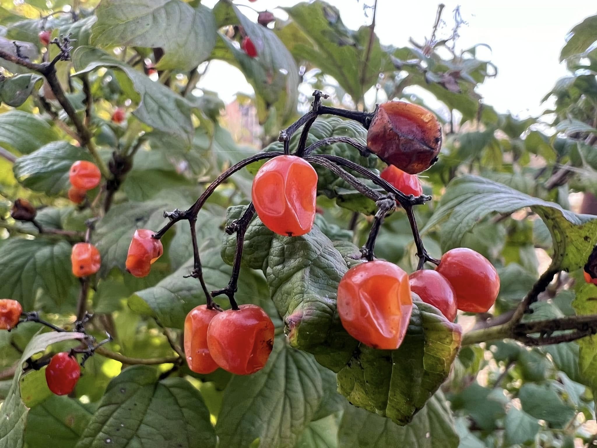10 Shrubs with Red Berries: Identification and Pictures - Citycacti