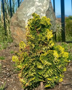 Dwarf Hinoki Cypress