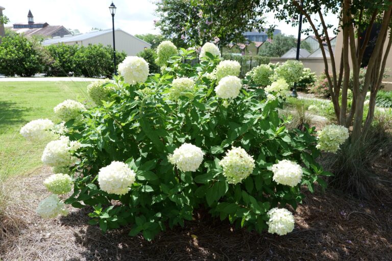 15 Best Summer Flowering Shrubs: Identification and Care Details
