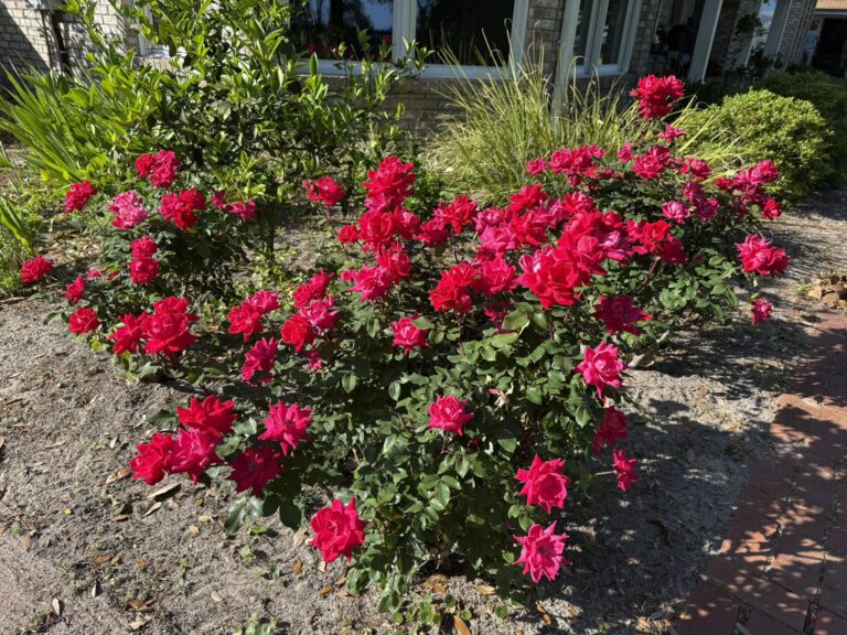 15 Deer Resistant Shrubs: The Best Choices for Gardens Under Pressure