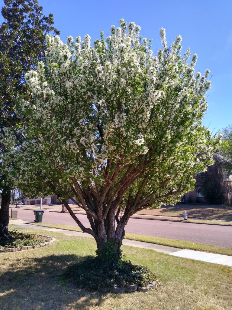 25 Flowering Shrubs for Full Sun: Identification and Pictures