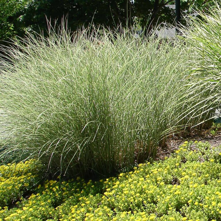 15 Tall Ornamental Grasses for Privacy: A Complete Screening Guide