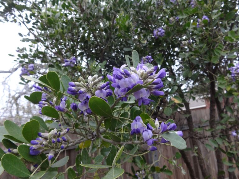 25 Cold Hardy Evergreen Shrubs That Keep Your Garden Alive All Winter (Identification With Pictures)