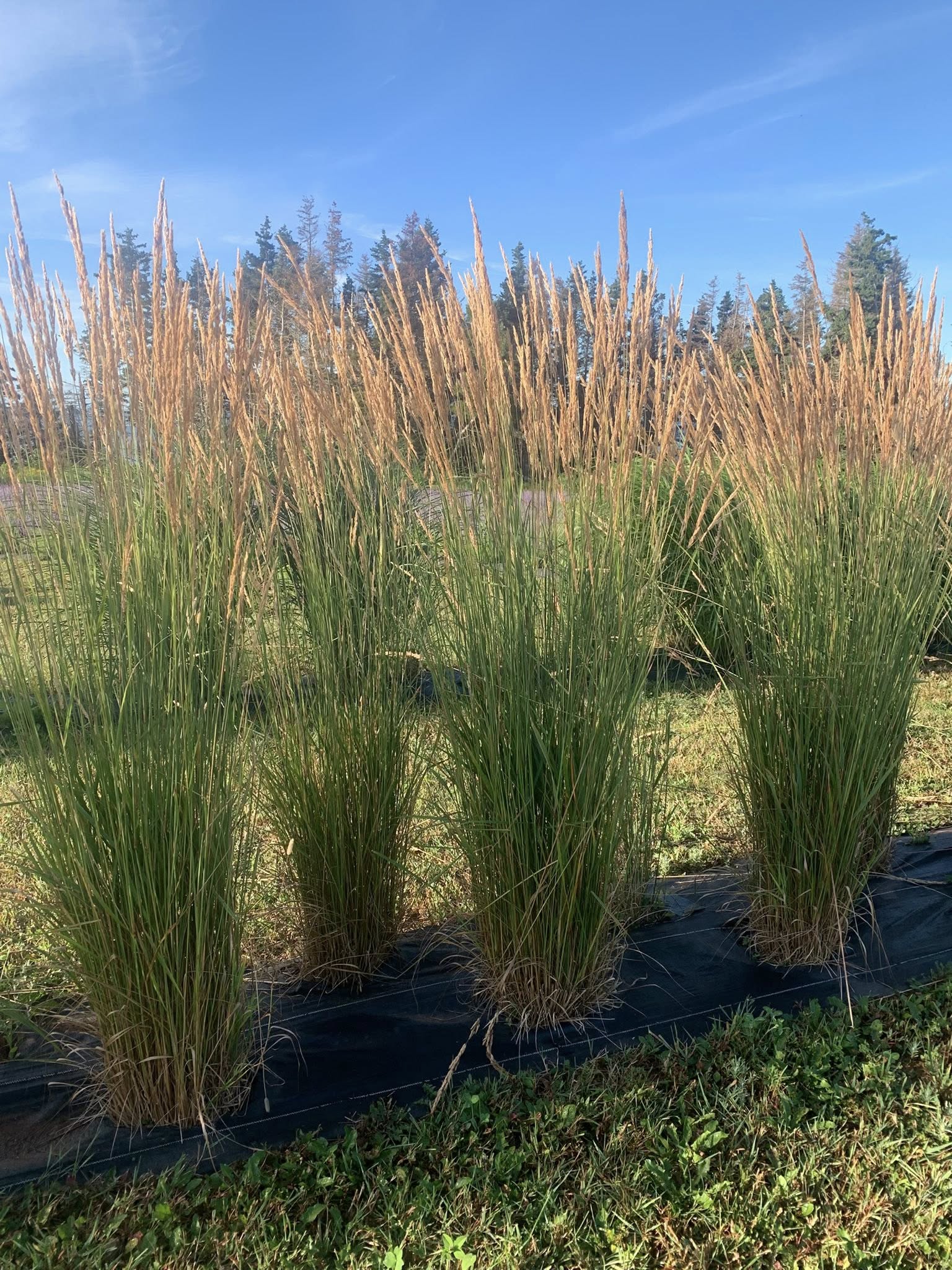20 Small Ornamental Grasses for Borders: The Complete Planting Guide