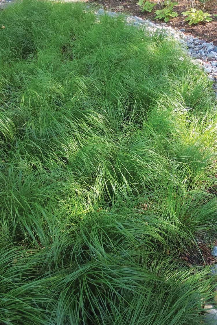 15 Best Ornamental Grasses for Shade: A Complete Growing Guide